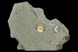 Four Fossil Ammonites (Promicroceras) - Lyme Regis #127157-1